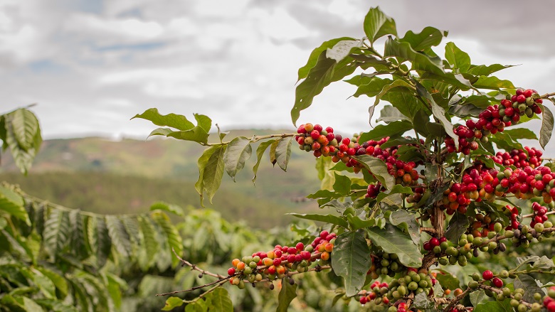 coffee cherries